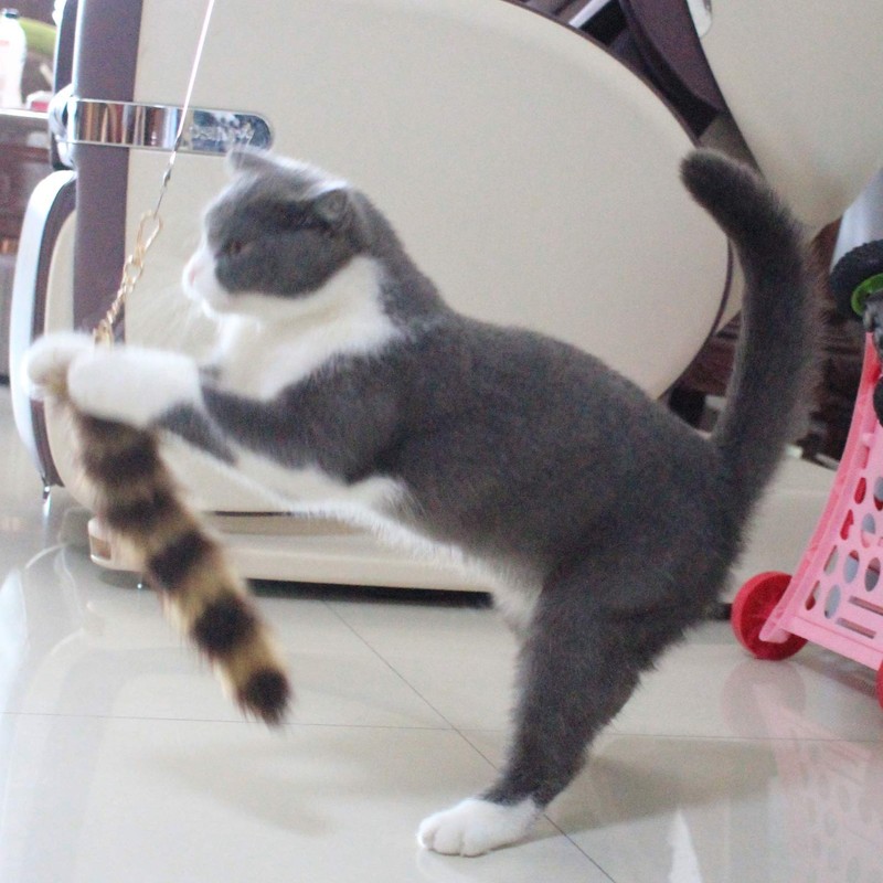 Fosrion Real Raccoon Tail Fur Cat Bites Toy with Three