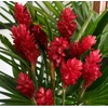 Patriotic Red White Blue Ginger Plants - 3 Pack Live
