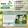Outsidepride 5000 Seeds Perennial Eupatorium Boneset Flower Seeds for Planting