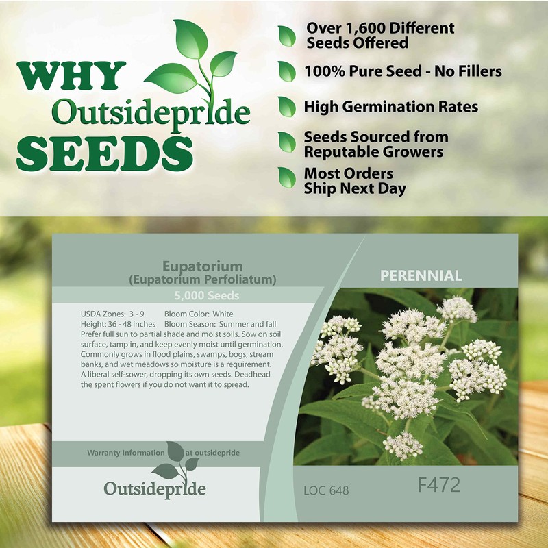 Outsidepride 5000 Seeds Perennial Eupatorium Boneset Flower Seeds for Planting