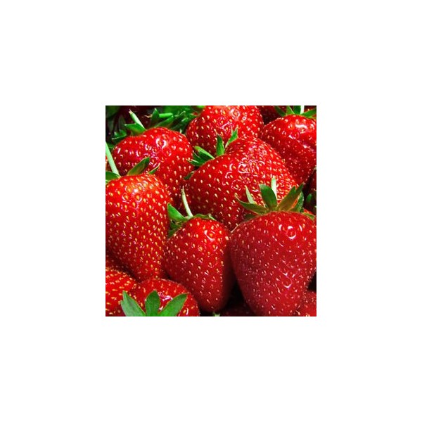 9GreenBox Albion Strawberry Plants Organic Grown 20 Bare Root Crowns Day Neutral Non-GMO