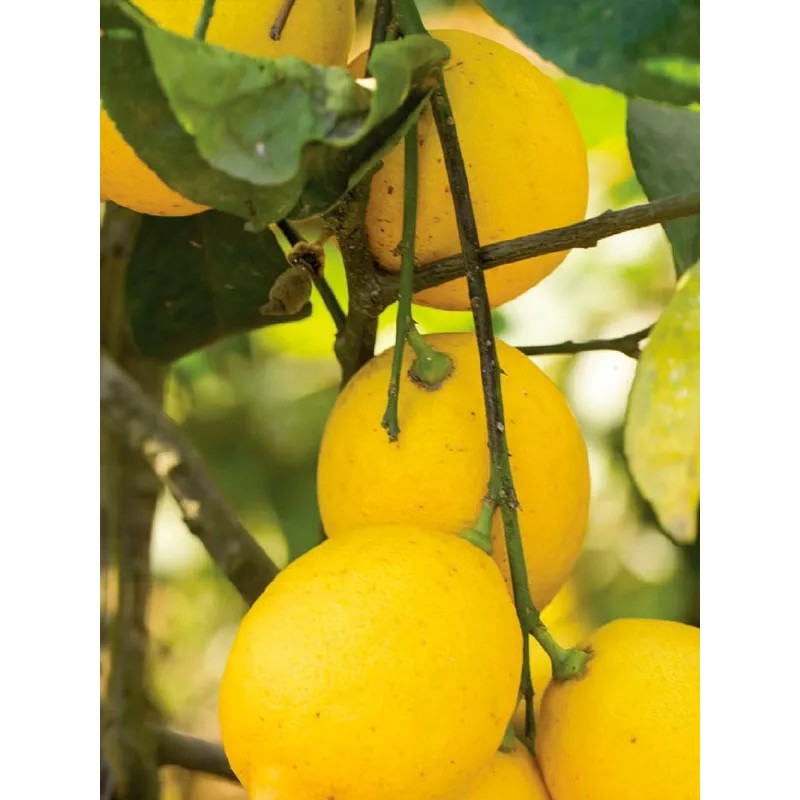 Chemisette Limón Aceite Esencial 100% Puro 10ml