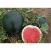 NIKA SEEDS - Seeds Watermelon Mix (Micky Lee, Yellow Doll,