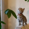 Cat Miscellaneous Goods, Good Fortune, Made in Japan, Cat Kitten,