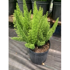 Foxtail Fern 16 inches Tall Live Plant Garden Decor for Home 3 Gallon Pot