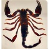 2.9" Real Black Scorpion in Square Crystal Clear Lucite Resin