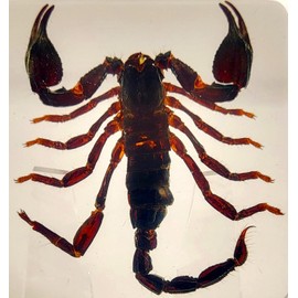 2.9" Real Black Scorpion in Square Crystal Clear Lucite Resin Specimen Preserved Animal Insect Taxidermy Paperweight Crafts Collection for Biology Science Education & Desk Ornament Display Supplies