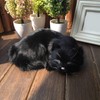 GeKLok Simulation Sleeping Cat Toy, Lifelike Sleeping Cat, Realistic Sleeping