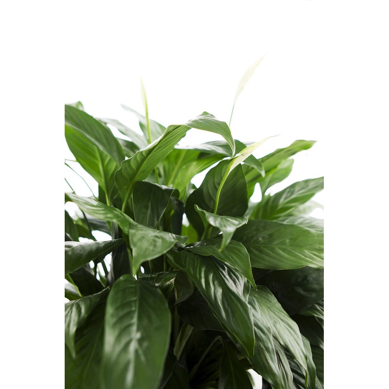 Large Purifying Peace Lily, Burlap Pot Cover