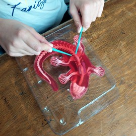 Slimy Original Lab Dissect-IT Salamander - Experiment & Research Dissecting Set - Slime Laboratory, Award-winning STEM/Mint Educational Toy, Slime Set with Play Clay and Dissecting Tool