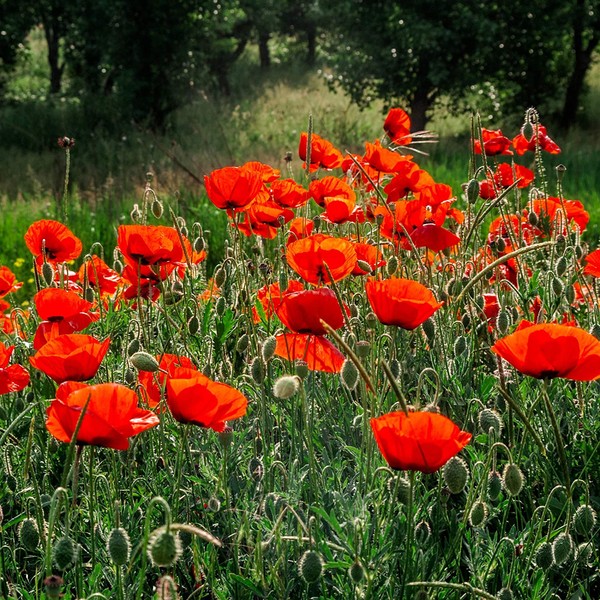 Outsidepride Poppy Red Seed - 30000 Seeds
