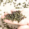 250g First Class Organic Sichuan Green Pepper for Cooking Dried