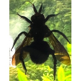 2.3" Real Carpenter Bamboo Bee in Crystal Clear Lucite Resin Specimen Preserved Insect Taxidermy Crafts Collection for Biology Science Education & Desk Ornament Display Supplies Paperweight