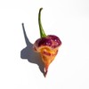 Purple Peach Carolina Reaper Pepper Premium Seeds for Planting Packet