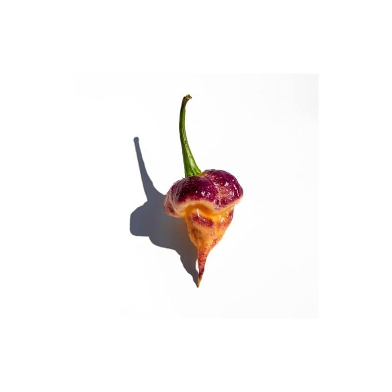 Purple Peach Carolina Reaper Pepper Premium Seeds for Planting Packet