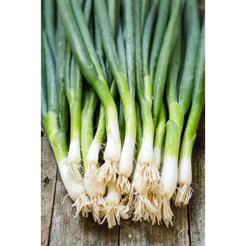 Seeds4planting - Seeds Green Welsh Bunching Onion Rare Heirloom Vegetable