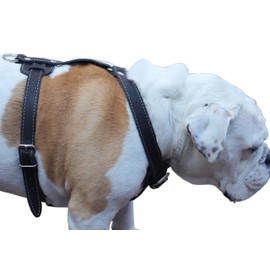 Genuine Leather Dog Harness, 29"-37" Chest, 1" Wide Straps. German Shepherd, Pitt Bull, Doberman