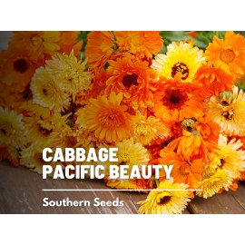 Flowers Calendula, Pacific Beauty - Heirloom Medicinal Plant Seeds