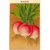 French Radish Seed Packet - Vintage Image