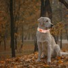 Elegant little tail Fall Dog Collar, Pet Collar Durable Orange