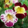 Fairy7Seas Mimulus Flower Seeds - Mimulus x Hybrida - Monkey