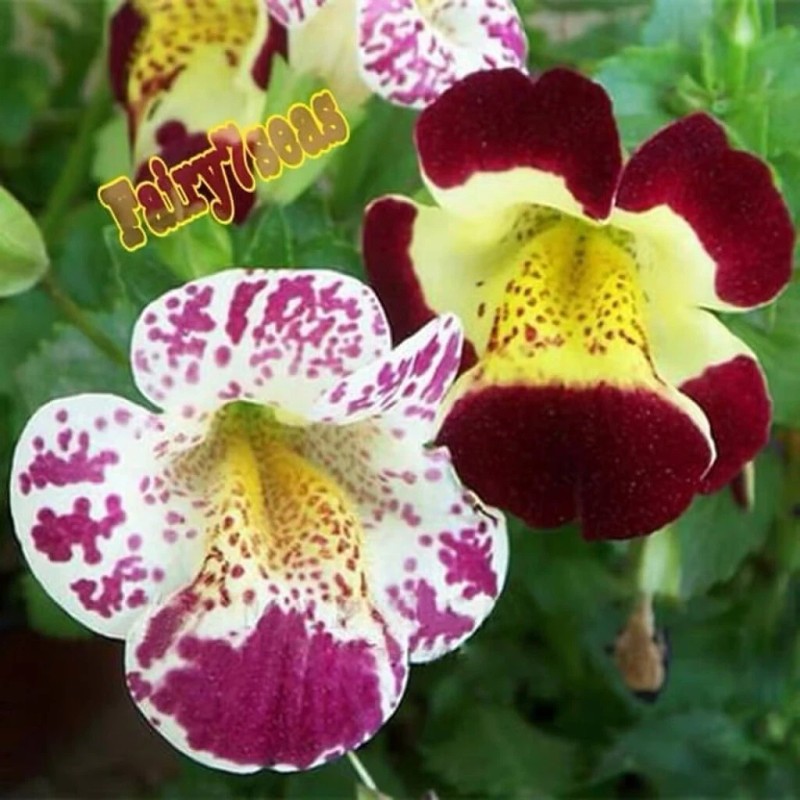 Fairy7Seas Mimulus Flower Seeds - Mimulus x Hybrida - Monkey