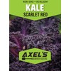 Scarlet Red Kale Seeds for Planting – Plant & Grow