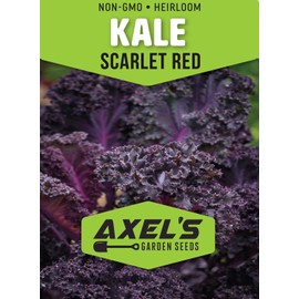 Scarlet Red Kale Seeds for Planting – Plant & Grow Heirloom Scarlet Red Kale in Home Outdoor Vegetable Garden, Brassica oleracea – 1 Packet Approx 200 Seeds