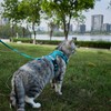 pangdi Cat Harness and Leash Escape Proof Extra Large Kitten