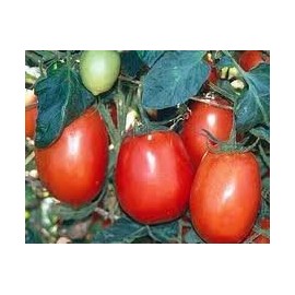 Tomato Rio Grande Great Heirloom Garden Vegetable 100 Seeds