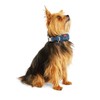 Reddy Navy Cozy Dog Collar, Small