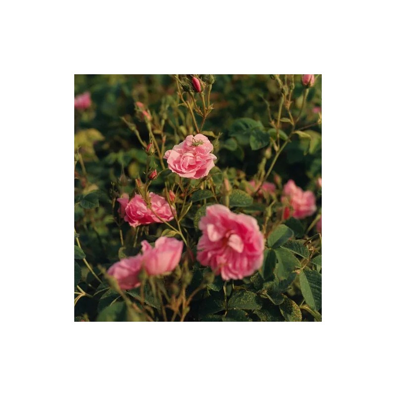 Loción Corporal Rose 250ml
