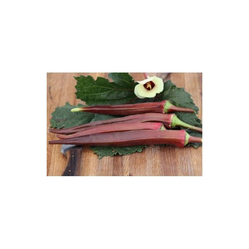 Fresh 50+ Red Burgundy Okra Seeds - NON GMO --