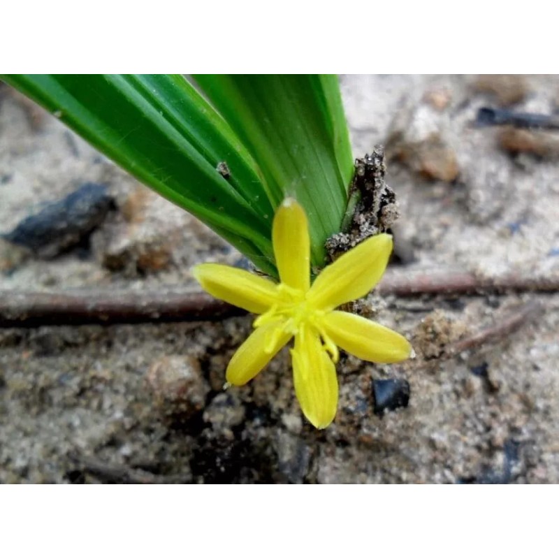 Buy Rare Seeds Curculigo capitulata | Palm Grass | Whale