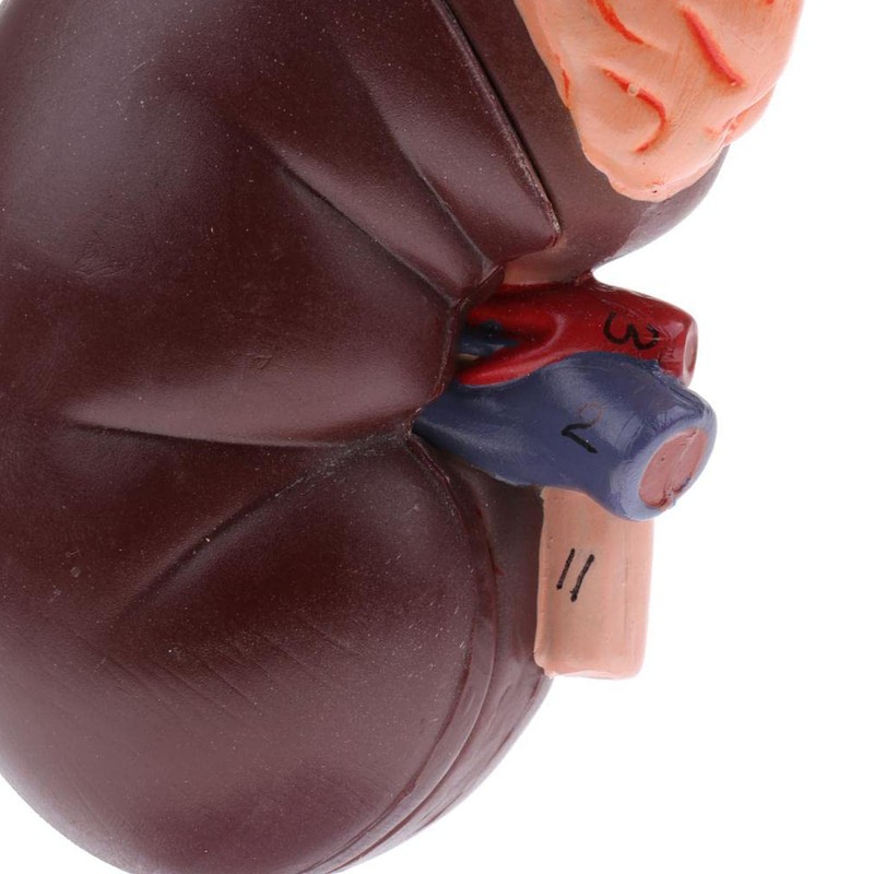 Kidney Model Anatomy Normal Human Anatomical Teaching Doctors Office Educational