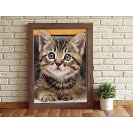Diamond Art Painting Kits Cat Diamond Art Tabby Cat Diamond Pictures for Adults Diamond Art Cat for Home Wall Decor,12"×16"