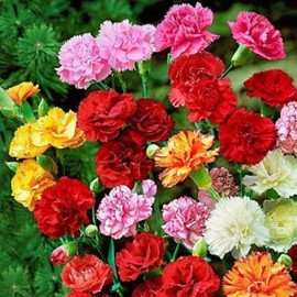 FUN AND GROW SEEDS: Seeds Carnation Grenadin Double Mix Biennial Flowers