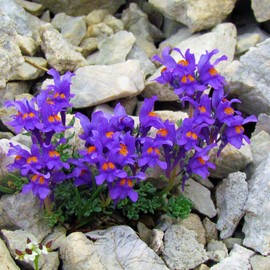 Outsidepride 500 Seeds Perennial Linaria Alpina Alpine Toadflax Ground Cover Seeds for Planting