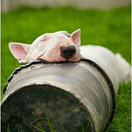 English Bull Terrier Dog Greeting Card - Square