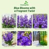 Outsidepride Ten Week Blue Mattiola Stock Seeds - 2000 Pcs
