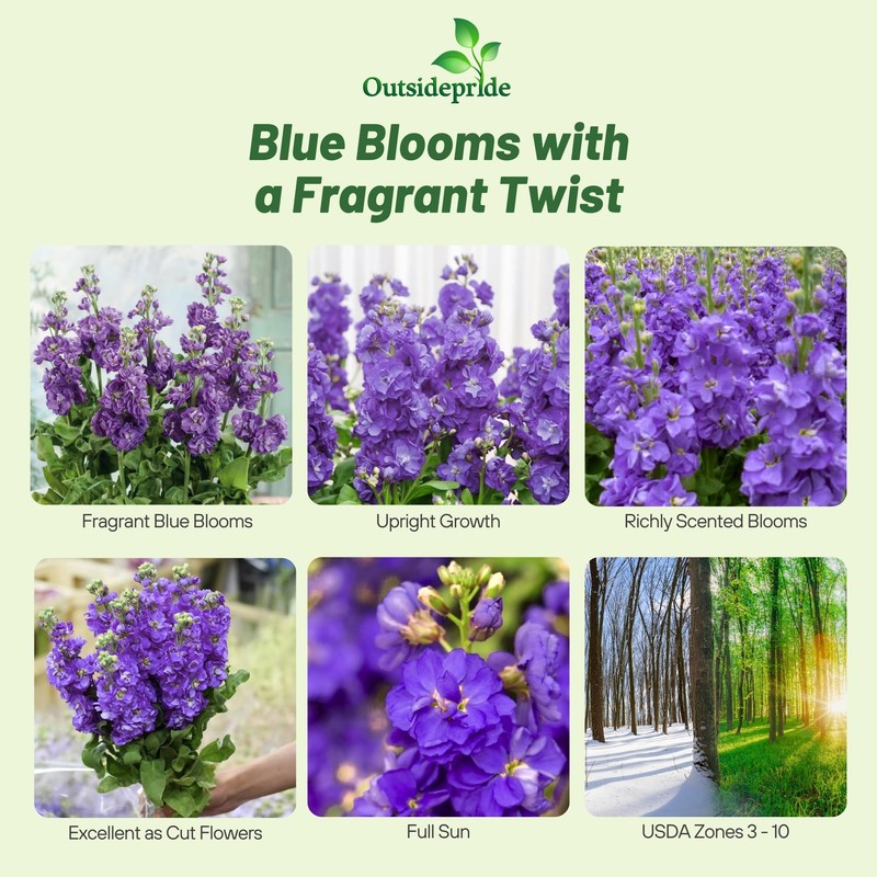 Outsidepride Ten Week Blue Mattiola Stock Seeds - 2000 Pcs