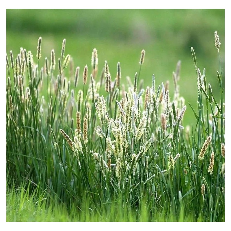 Climax Timothy Grass Seeds, 5 Pounds Pack by Seeds2Go