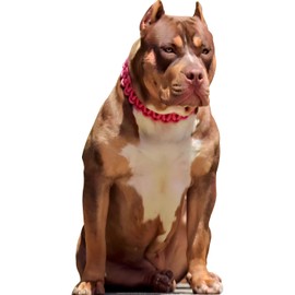 SP12813 Big Brooding Muscular Guard Dog Pitbull Pit Bull 46x24in Cardboard Cutout Standup Standee