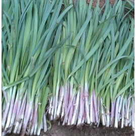 Sunshine Master 200+ Garlic Chives Seeds the Strongest Fragrant Purple than White Roots  - 1/2 LB (~80k Seeds)