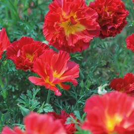 Outsidepride 200 Seeds Annual Eschscholzia California Poppy Cherry Swirl Garden Flower Seeds