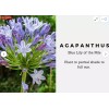 HSC Blue/White Lily of the Nile Rooted Adult Plant -