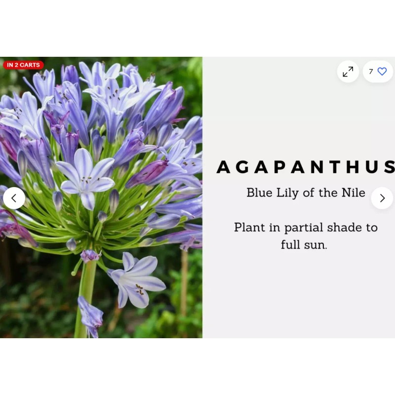 HSC Blue/White Lily of the Nile Rooted Adult Plant -