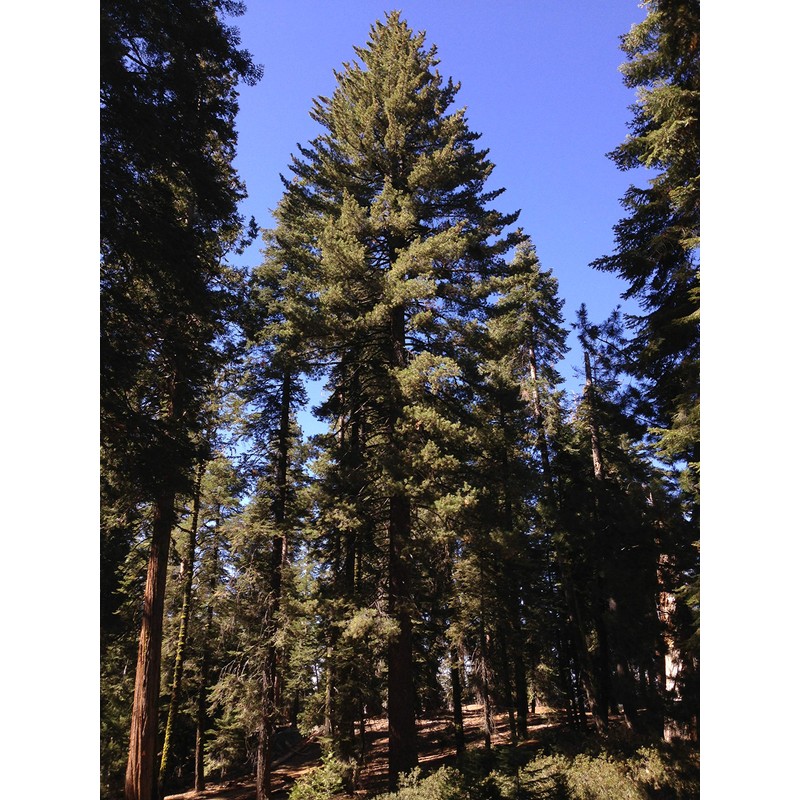 Sugar Pine | Small Tree Seedling | The Jonsteen Company