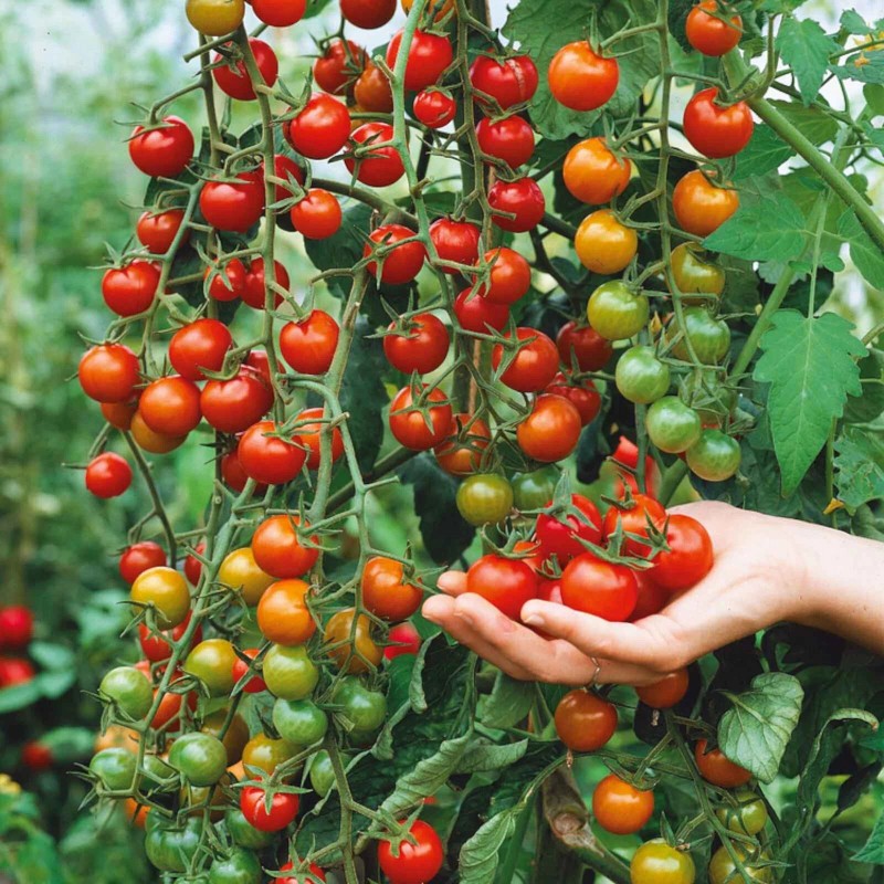 Nygardenia 200pcs Waterfall Tomato Seeds - Heirloom, Non-GMO, High-Yield Variety.