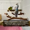 5PCS Bird Perch Stand Natural Wooden Parrot Stand Branch,3 Grape